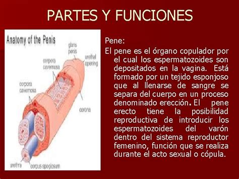 partes del pene y funciones